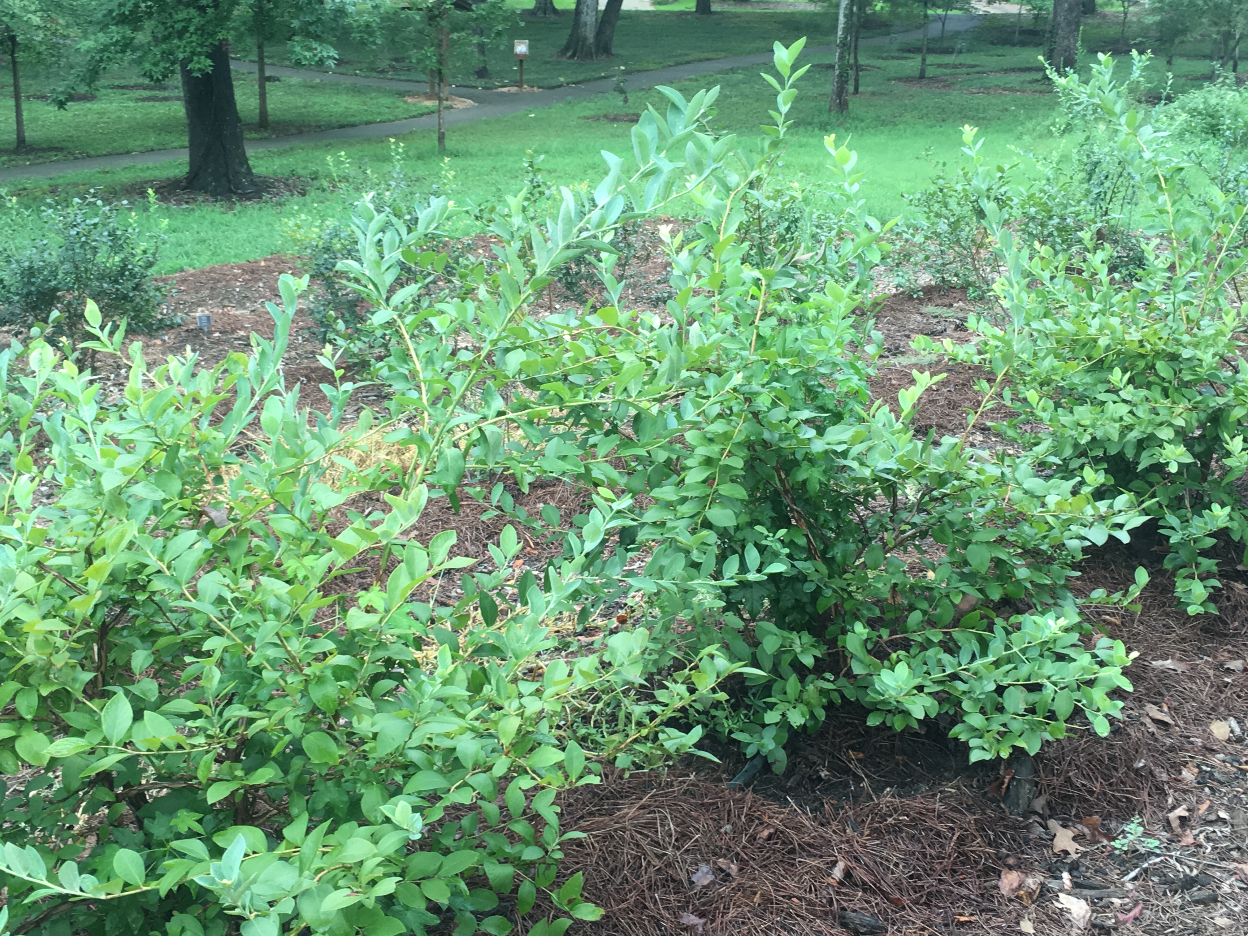 FRUIT TRIALS AT SFA GARDENS | Dave Creech