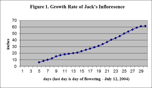 amorphophallus-growth-rate