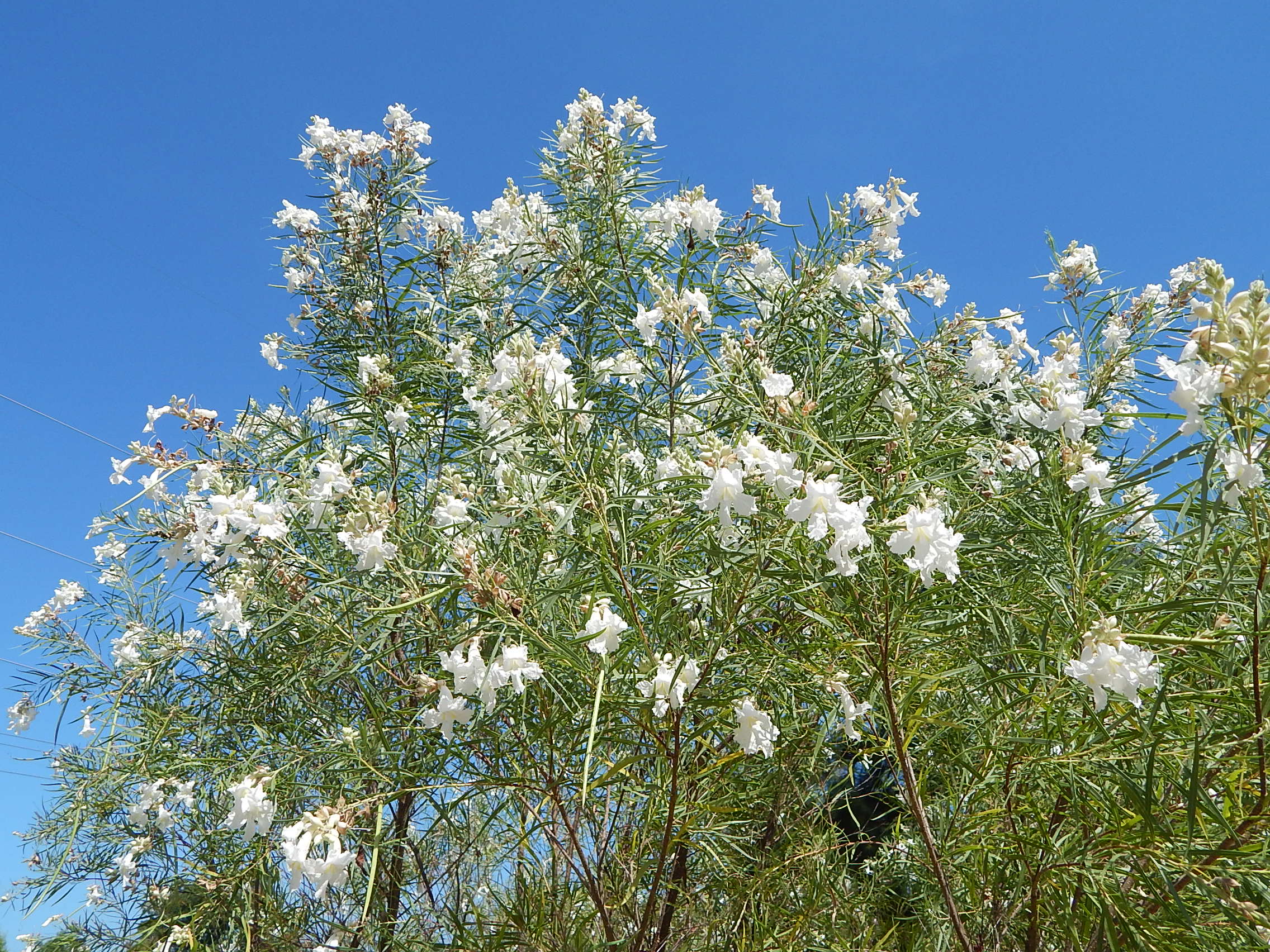 Chilopsis Linearis The Desert Willow Dave Creech 