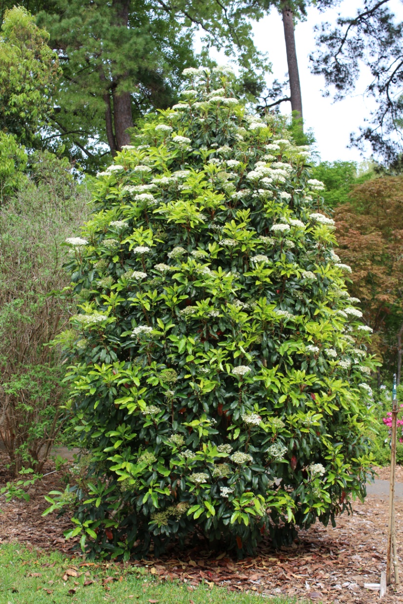 Photinia serrulata  Chinese Photinia | Dave Creech