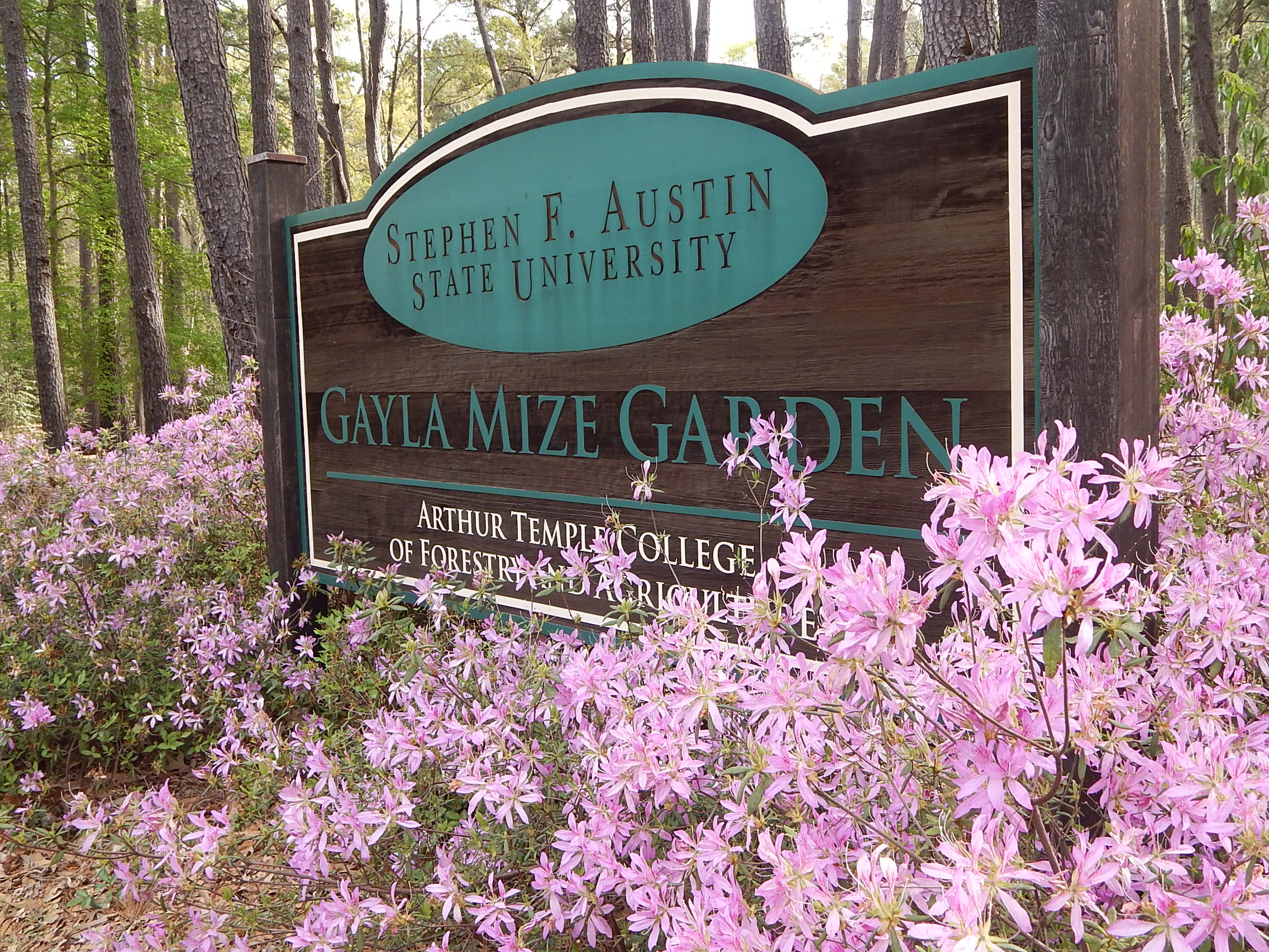 Rhododendron X 'Koromo shikibu' – A Purple Spider Azalea and her