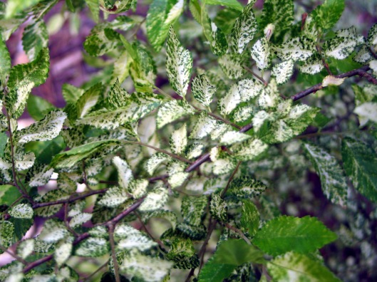 ulmus-parvifolia-blizzard-5-03-05