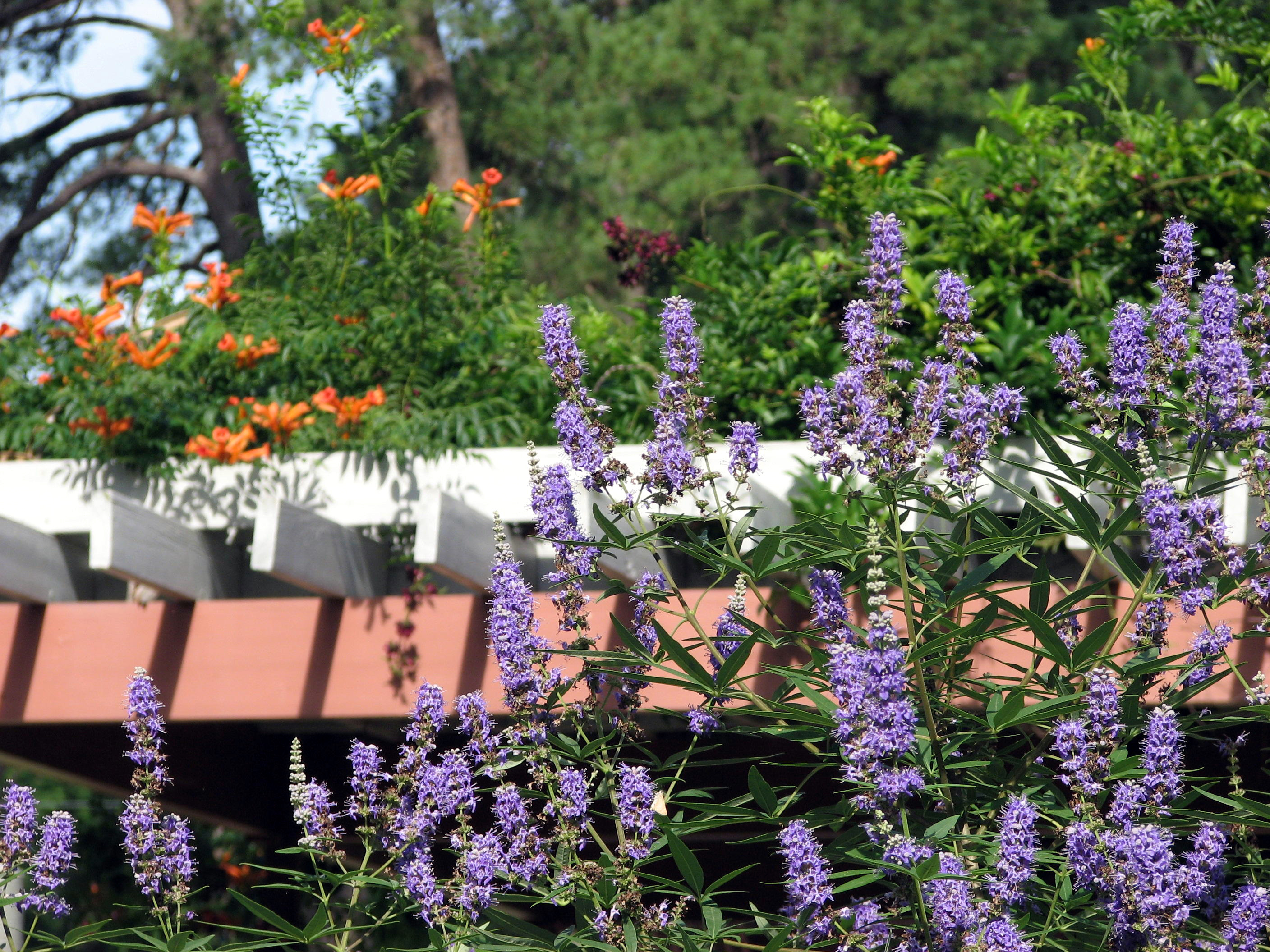Vitex agnus castus 06-03-06