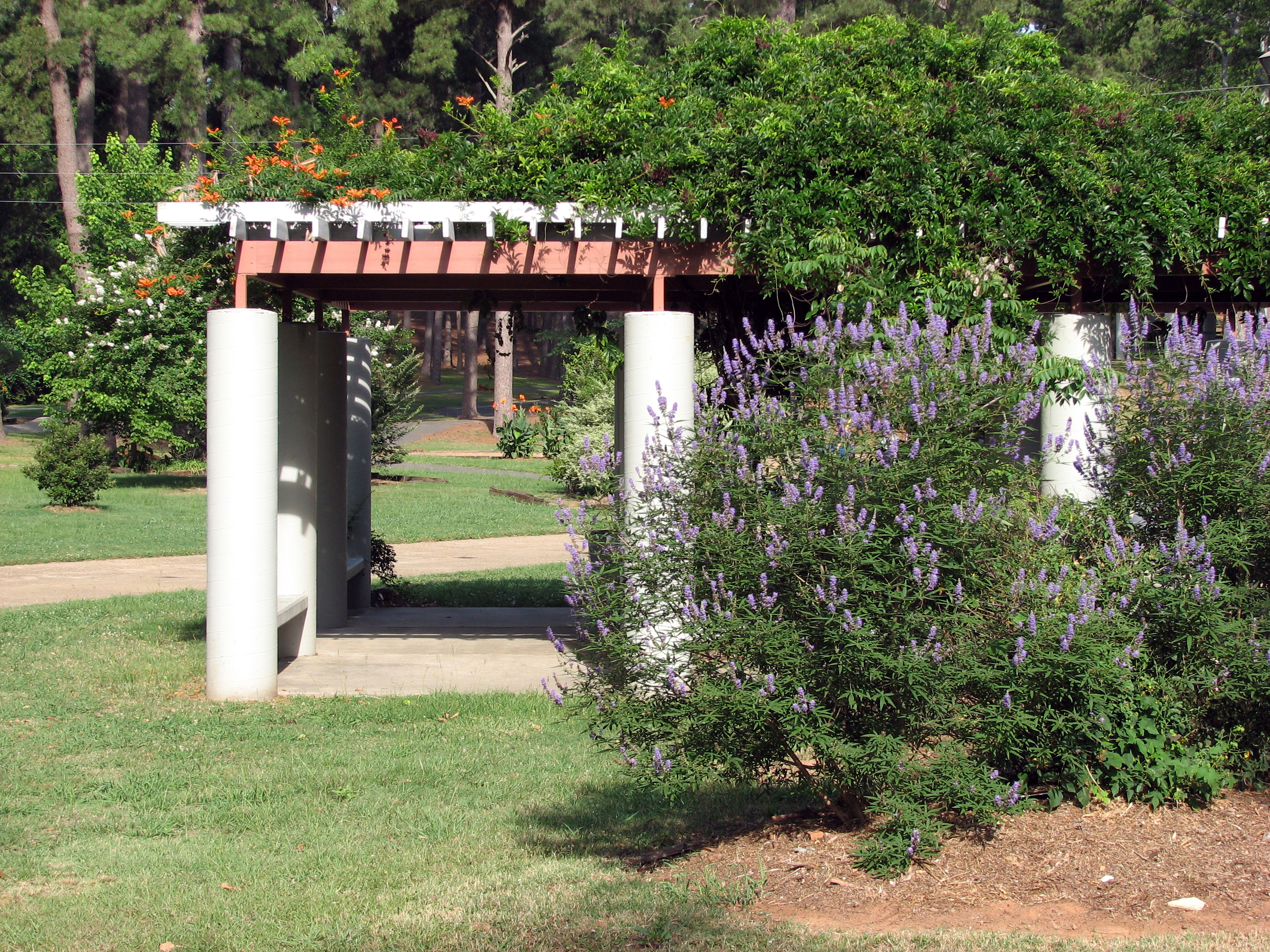 Vitex agnus castus 2 06-03-06