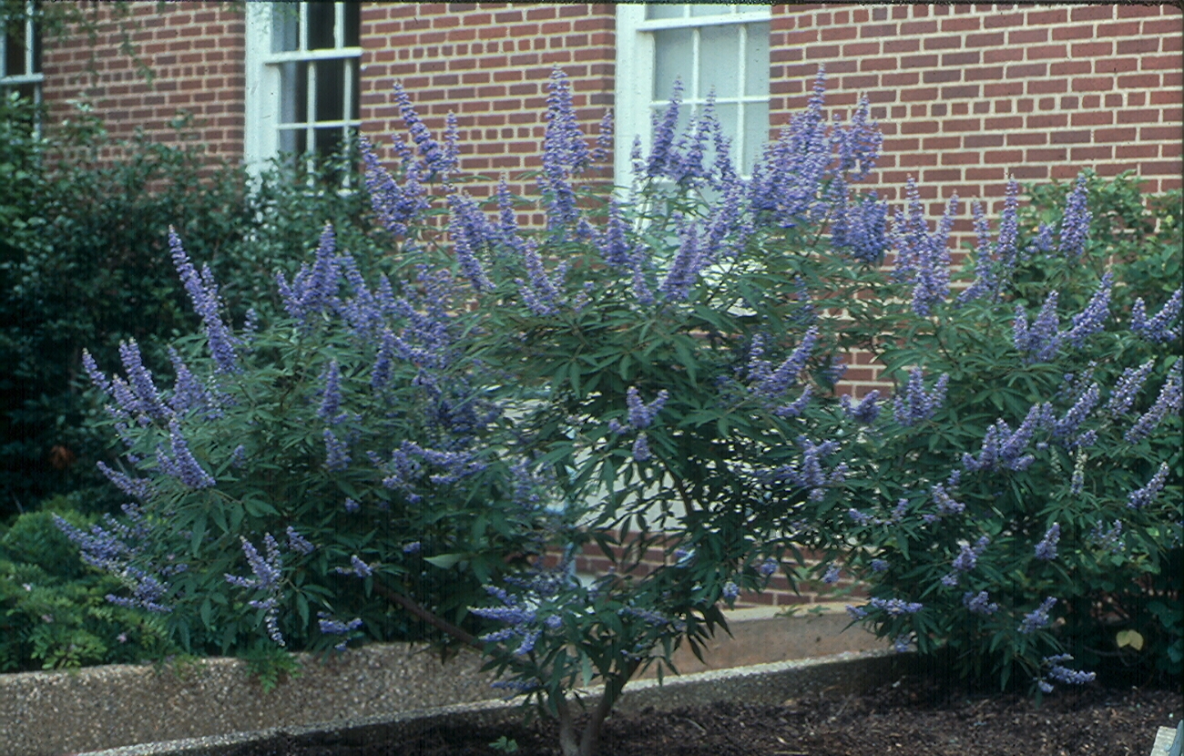 Vitex agnus-castus 'LeCompte'
