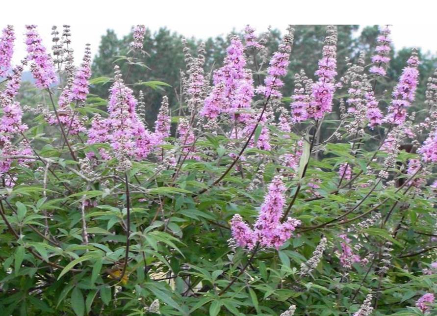 Vitex flora ann