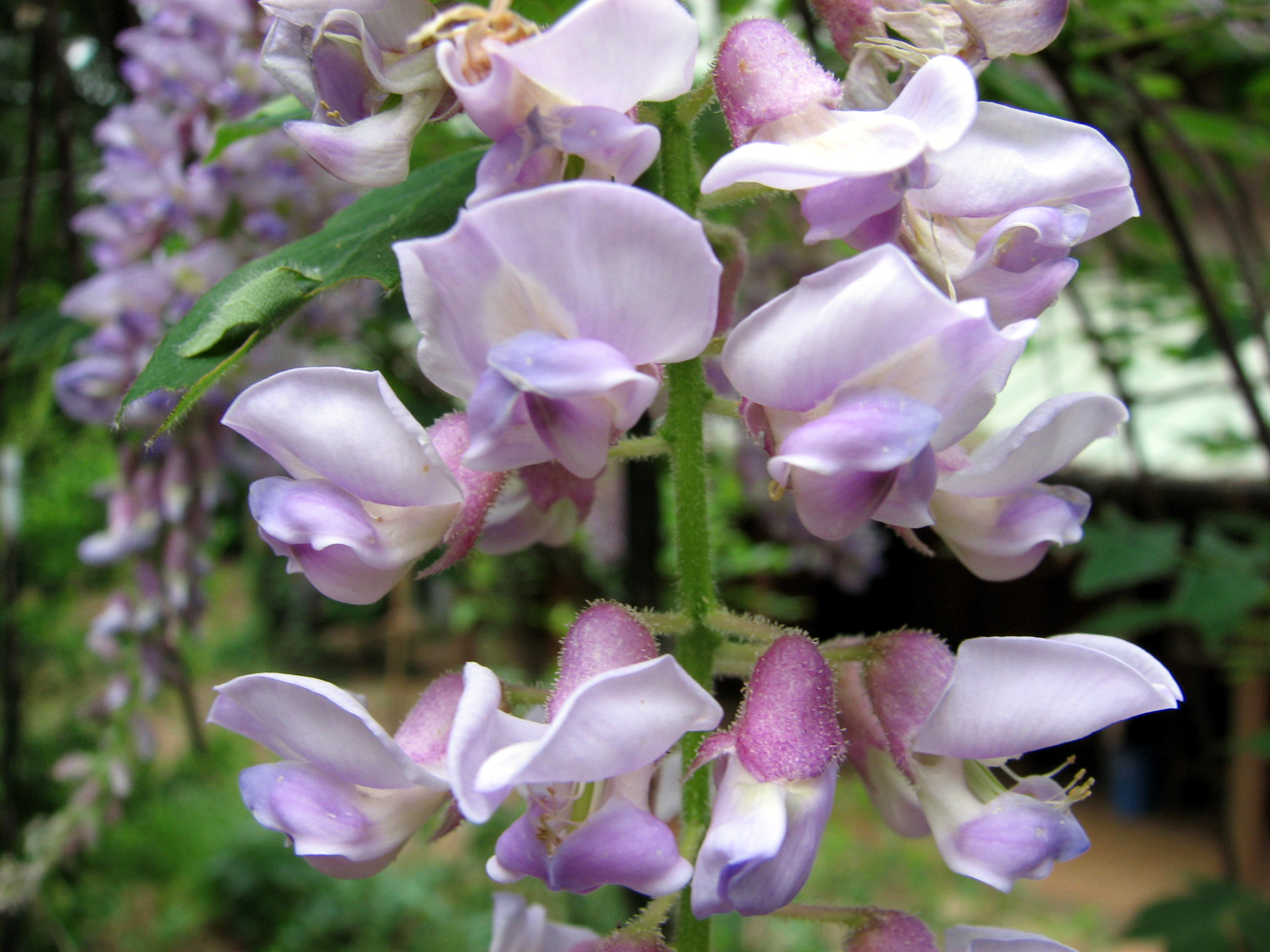 Wisteria frutescens dam b 04-22-07