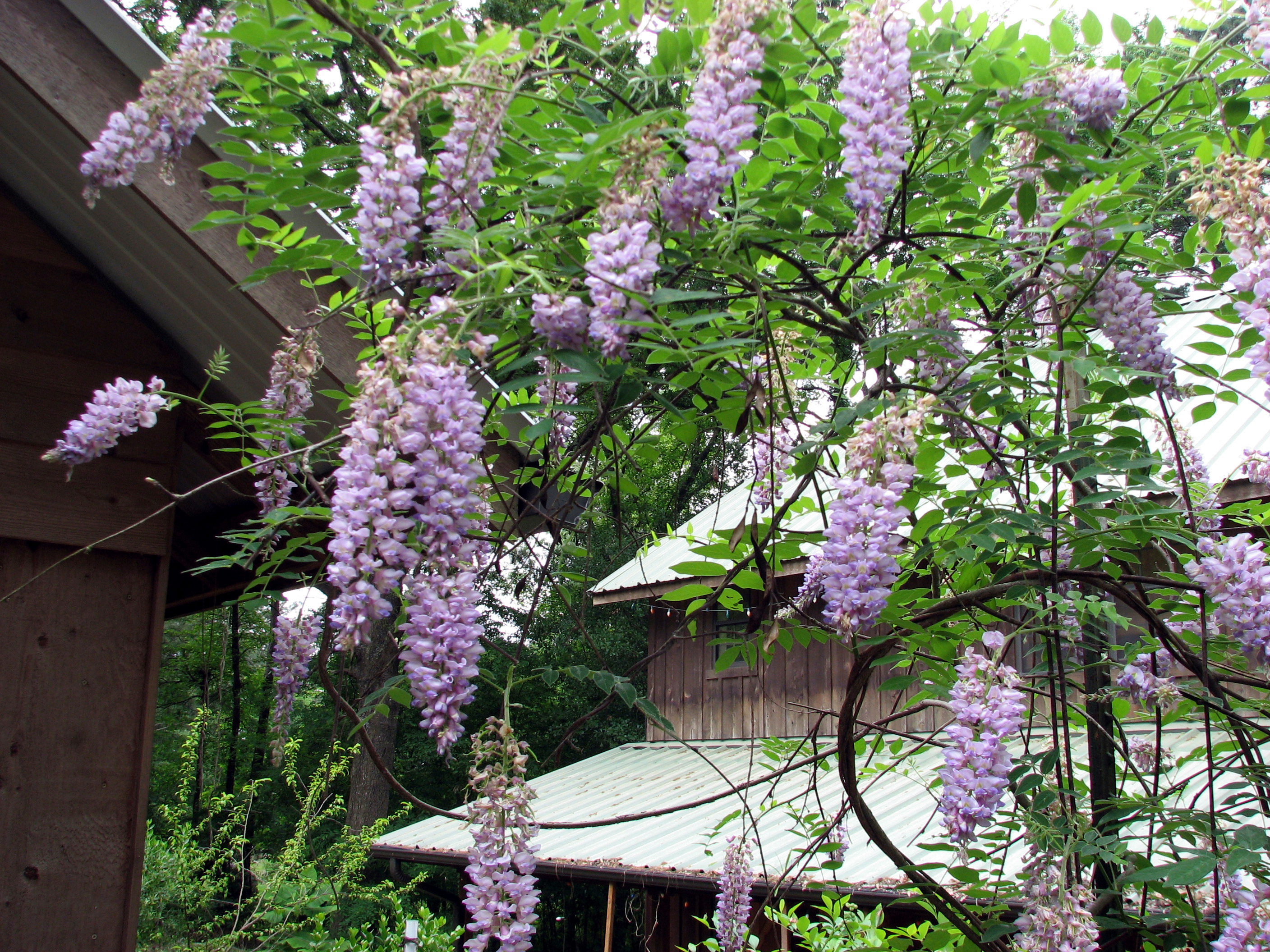 Wisteria frutescens dam b 1 04-22-07