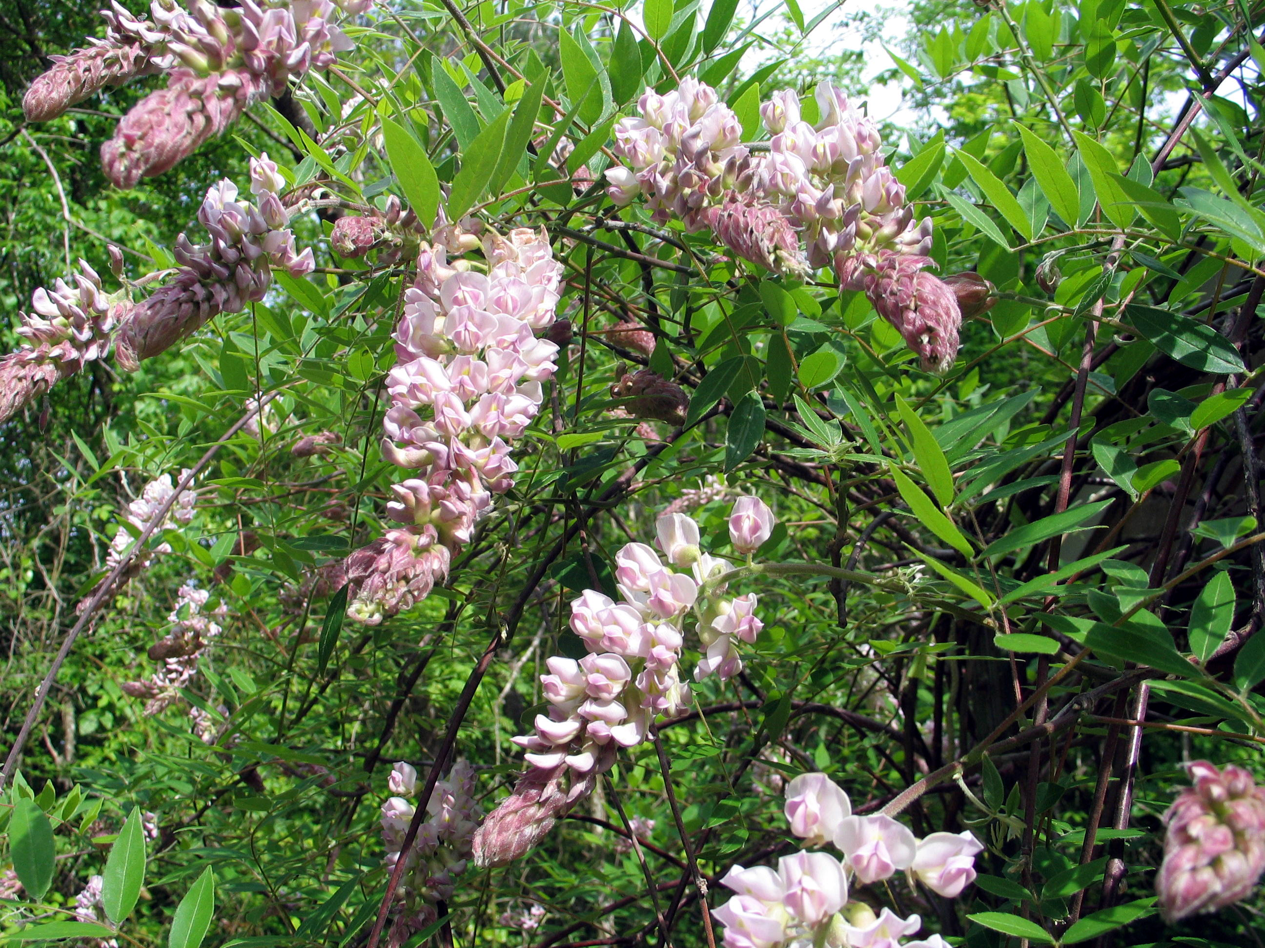 Wisteria frutescens peters pink 04-15-06