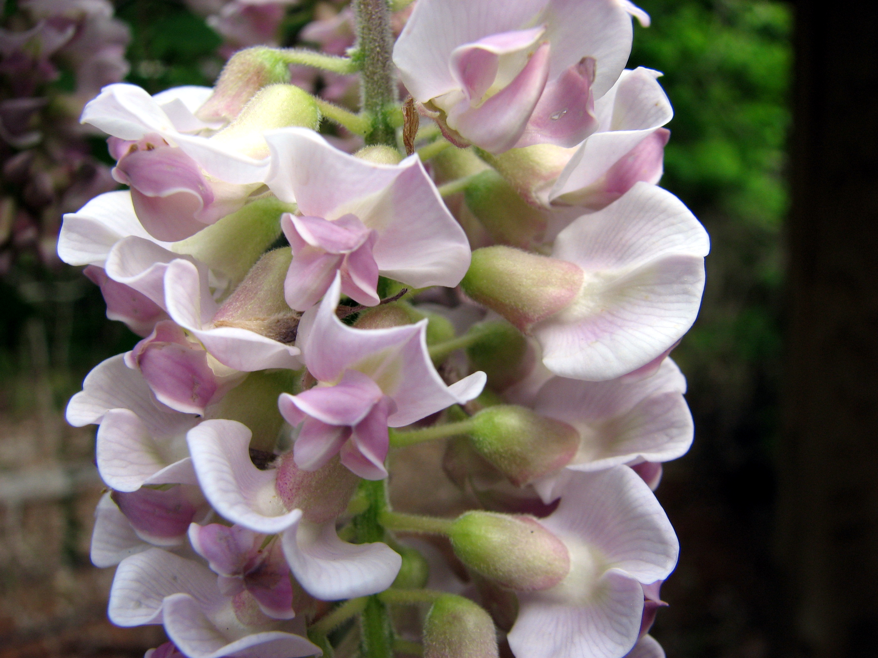 Wisteria frutescens peters pink 1 04-06-07