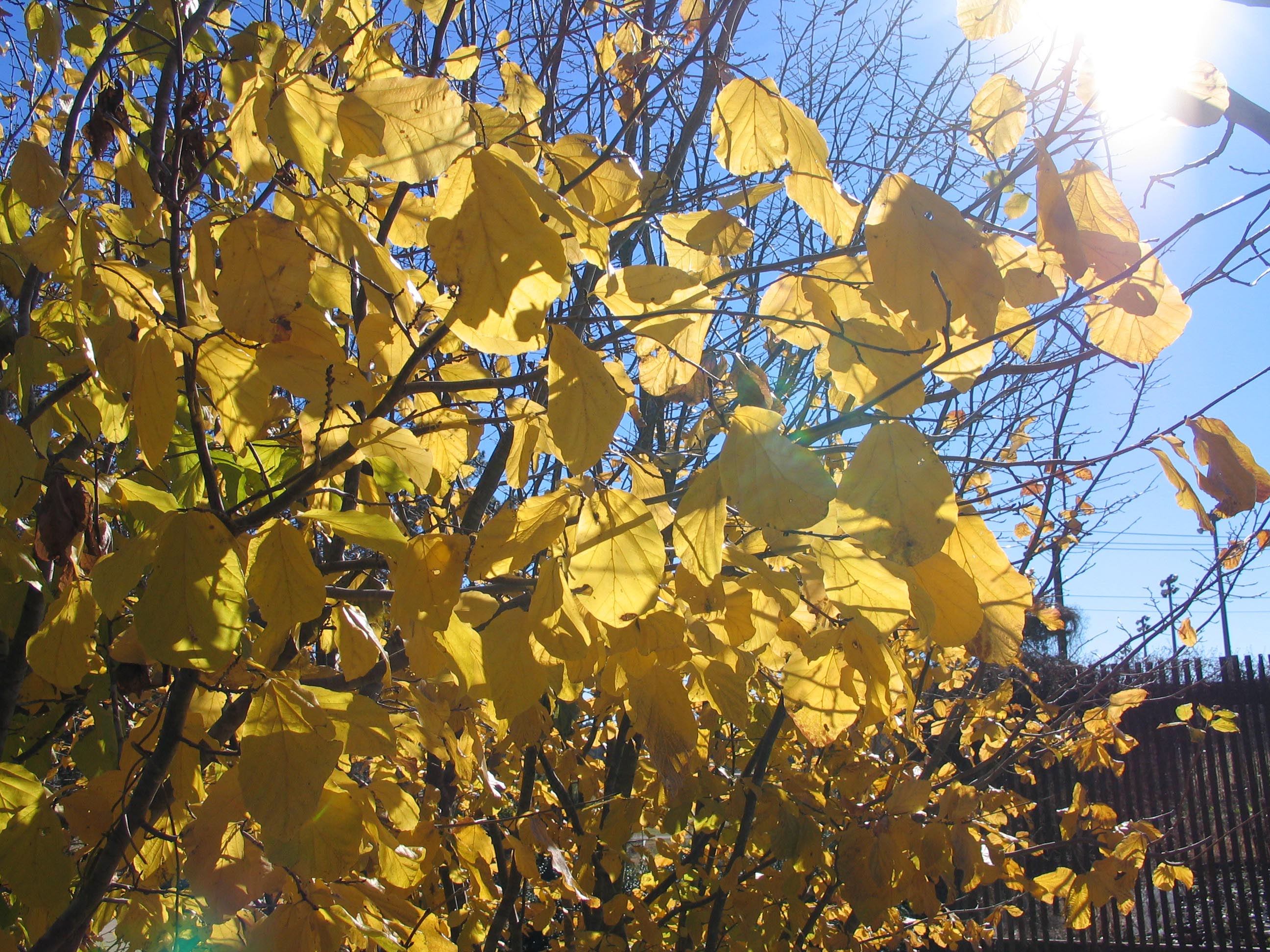 Parrotia persica 'fall color' - 2