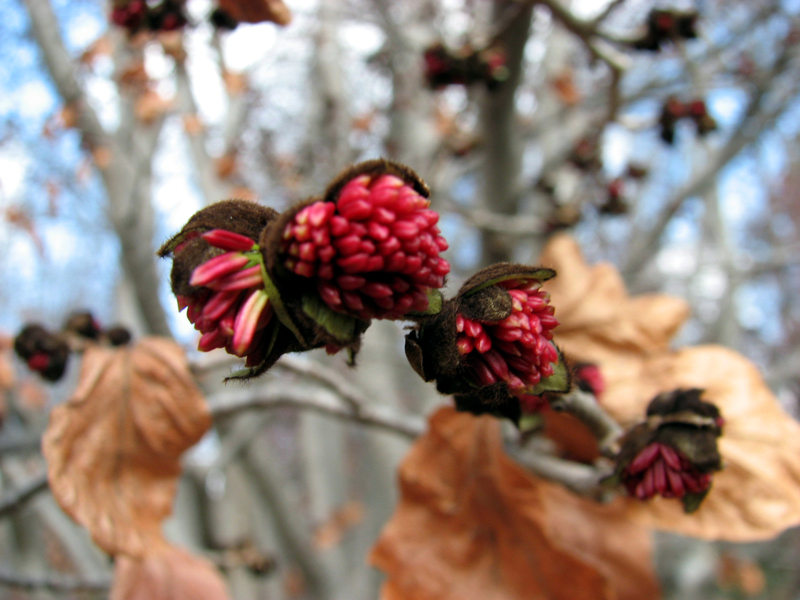 Parrotia persica flowers greensboro 01-14-08