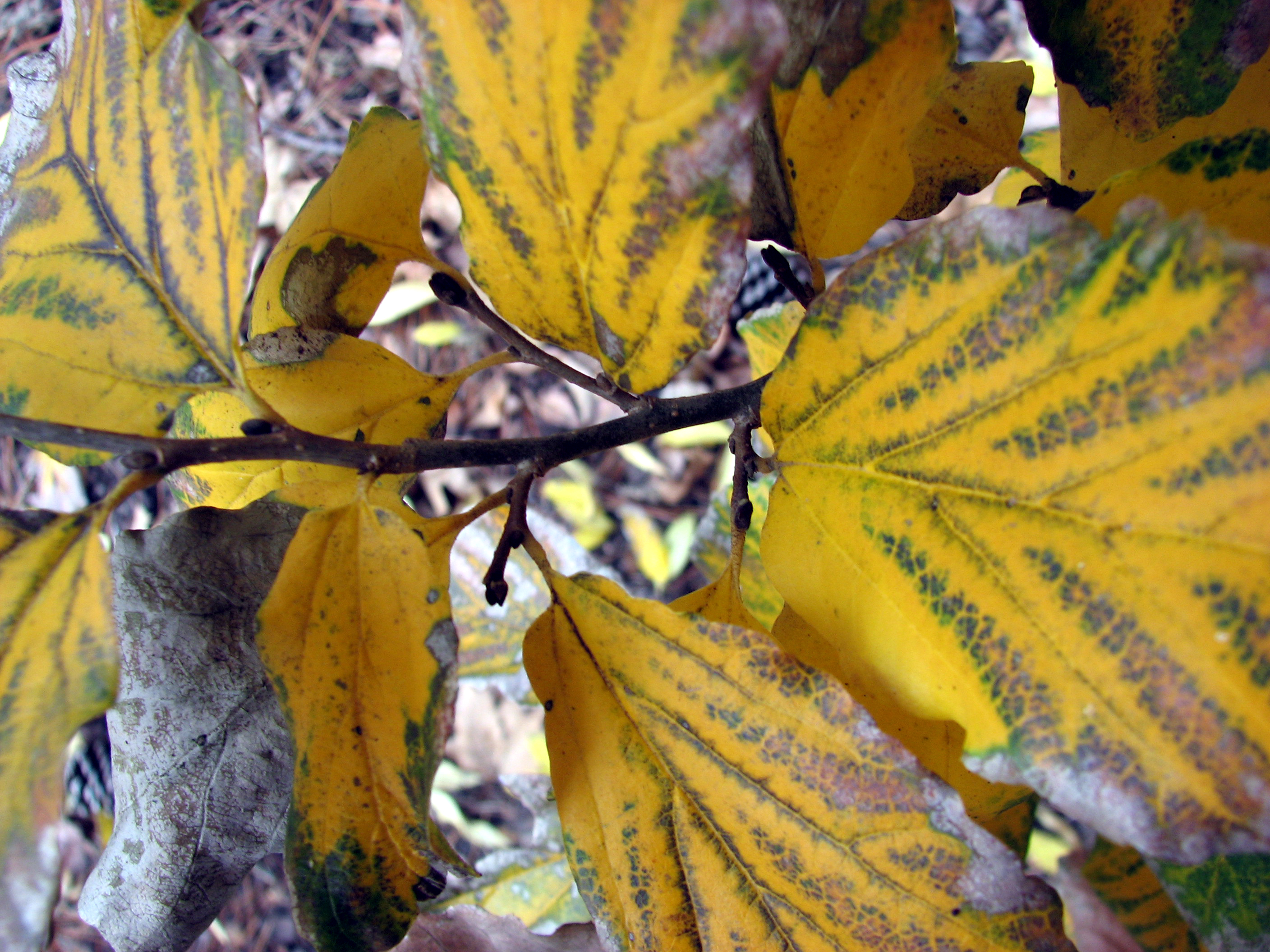 Parrotia persica vanessa 01-12-07
