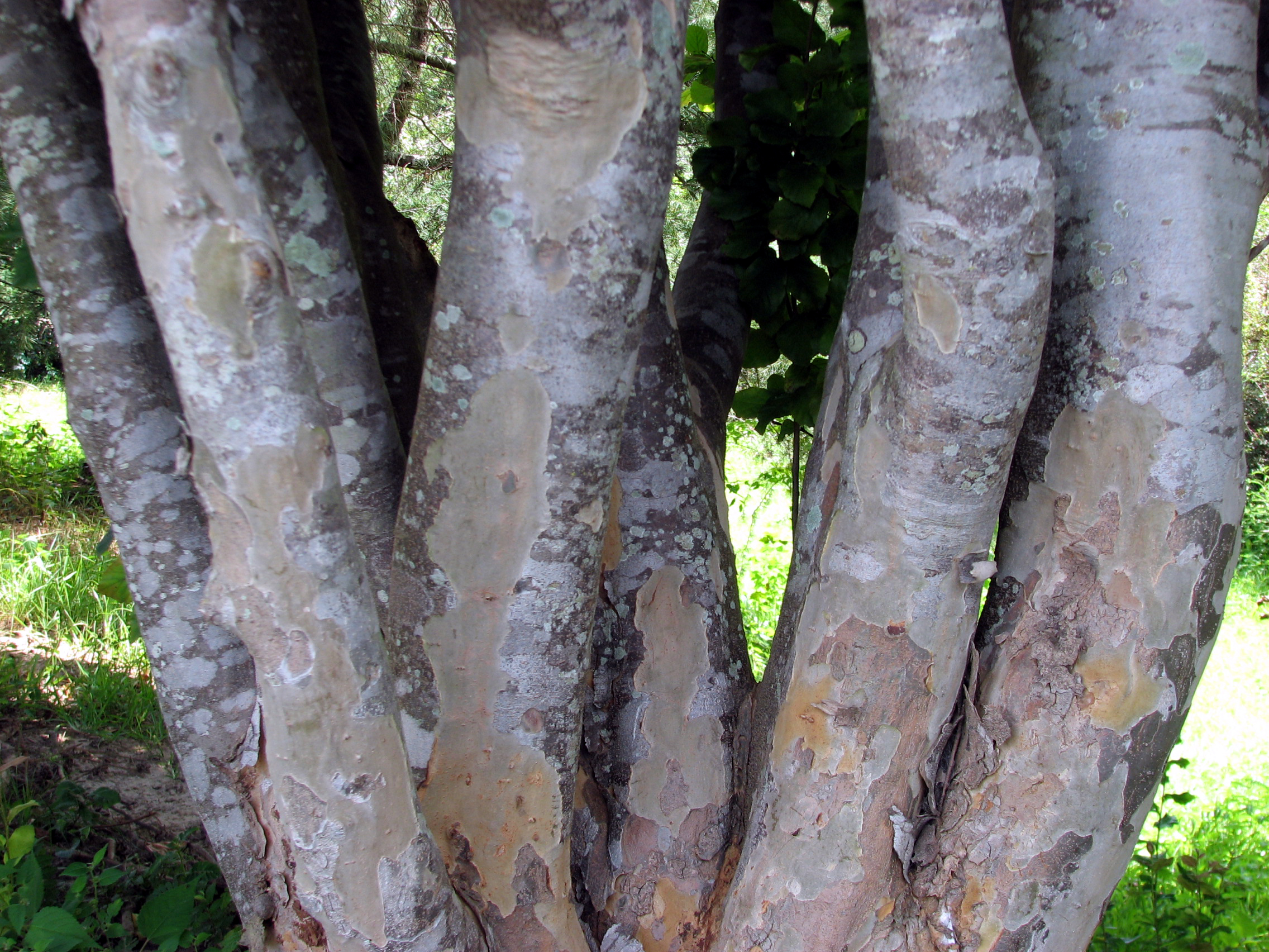 Parrotia persica