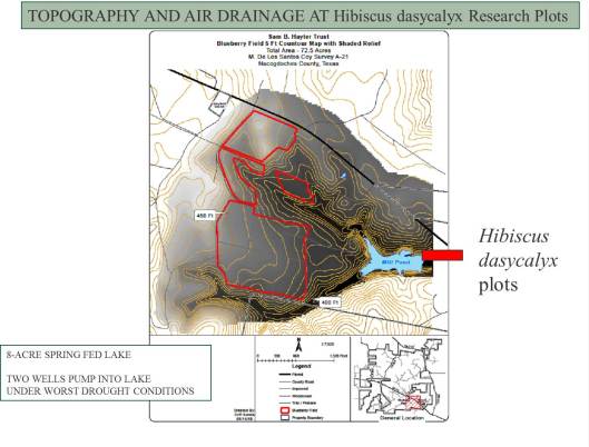 Hibiscus dasycalyx 9