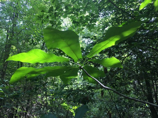 Magnolia pyramidata 2