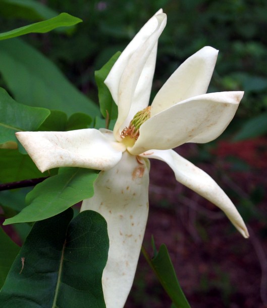 magnolia pyramidata 5