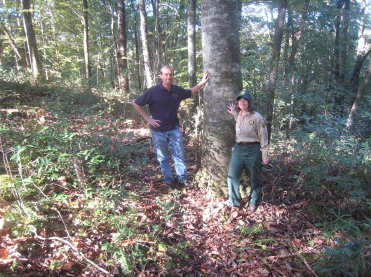 magnolia pyramidata richar may florida (2)