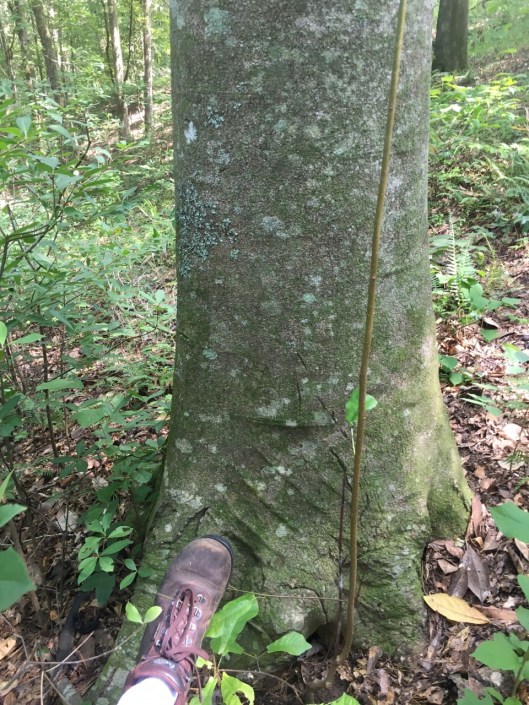 magnoliapyramidata florida 2