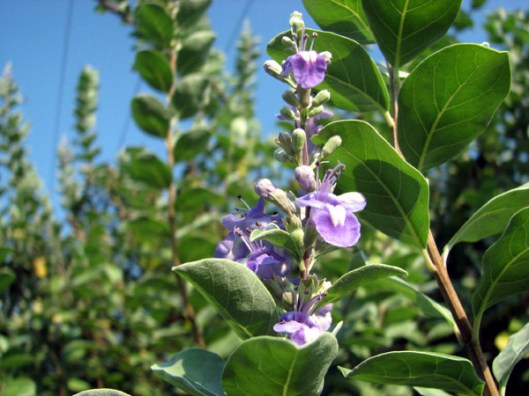Vitex rotundifolia 3 - Sept 2006