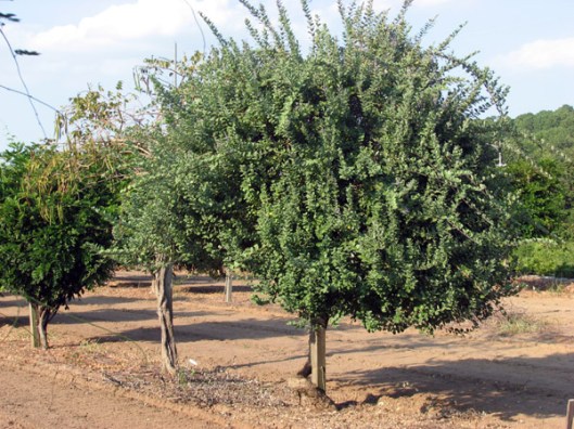 Vitex rotundifolia - Sept 2006