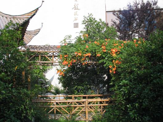 Campsis grandiflora Suzhou June 2005
