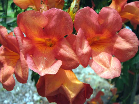 Campsis X Seguin 3 7-09-06